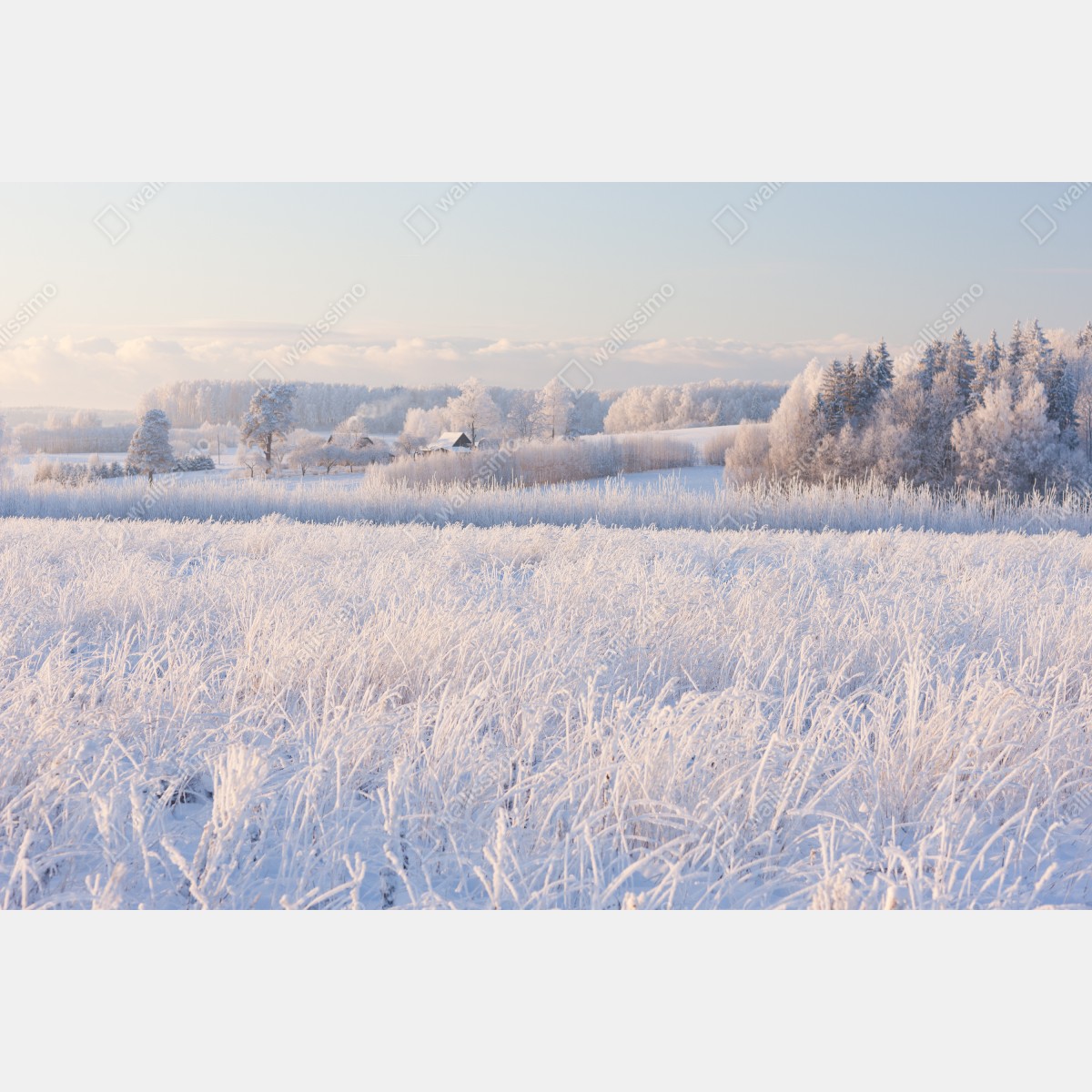 Fototapeta szronowa łąka o poranku – Wallissimo® Fototapeta szronowa łąka o poranku – Wallissimo®