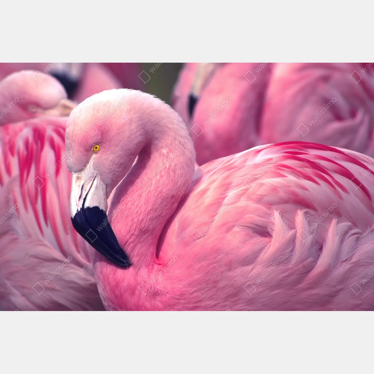 Fototapeta różowy flaming z bliska – Wallissimo® Fototapeta różowy flaming z bliska – Wallissimo®
