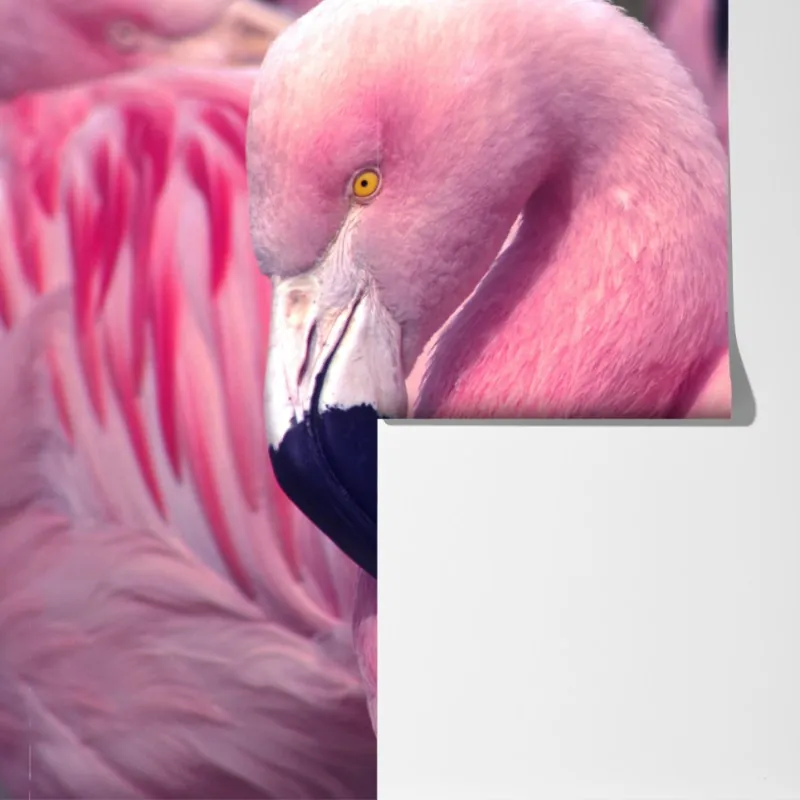 Fototapeta różowy flaming z bliska – Wallissimo® Fototapeta różowy flaming z bliska – Wallissimo®