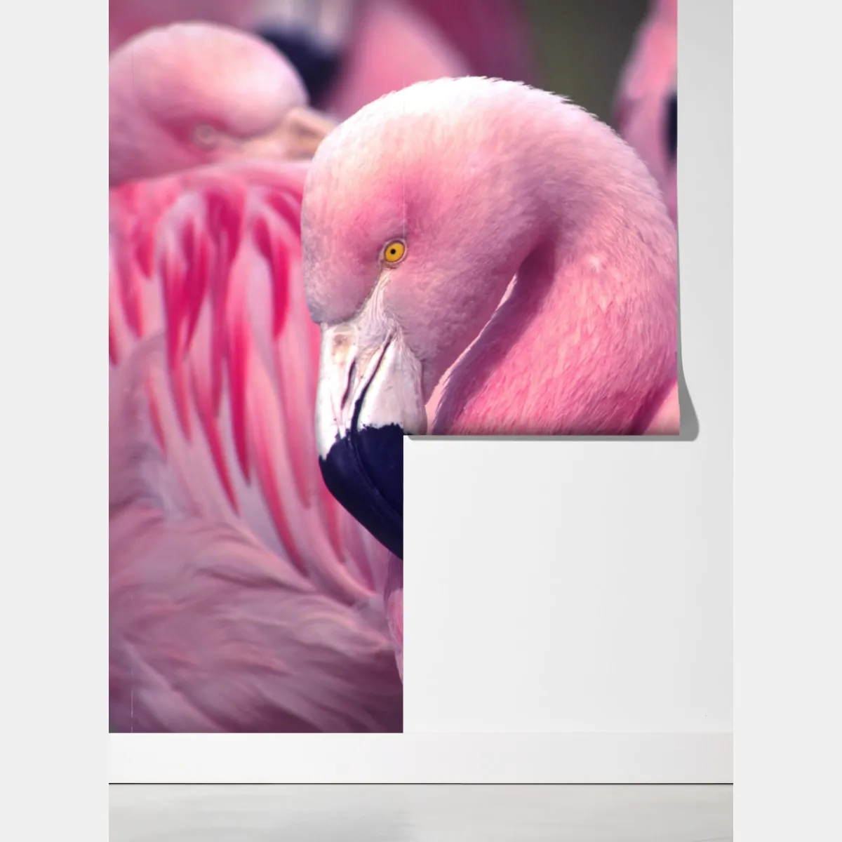 Fototapeta różowy flaming z bliska – Wallissimo® Fototapeta różowy flaming z bliska – Wallissimo®