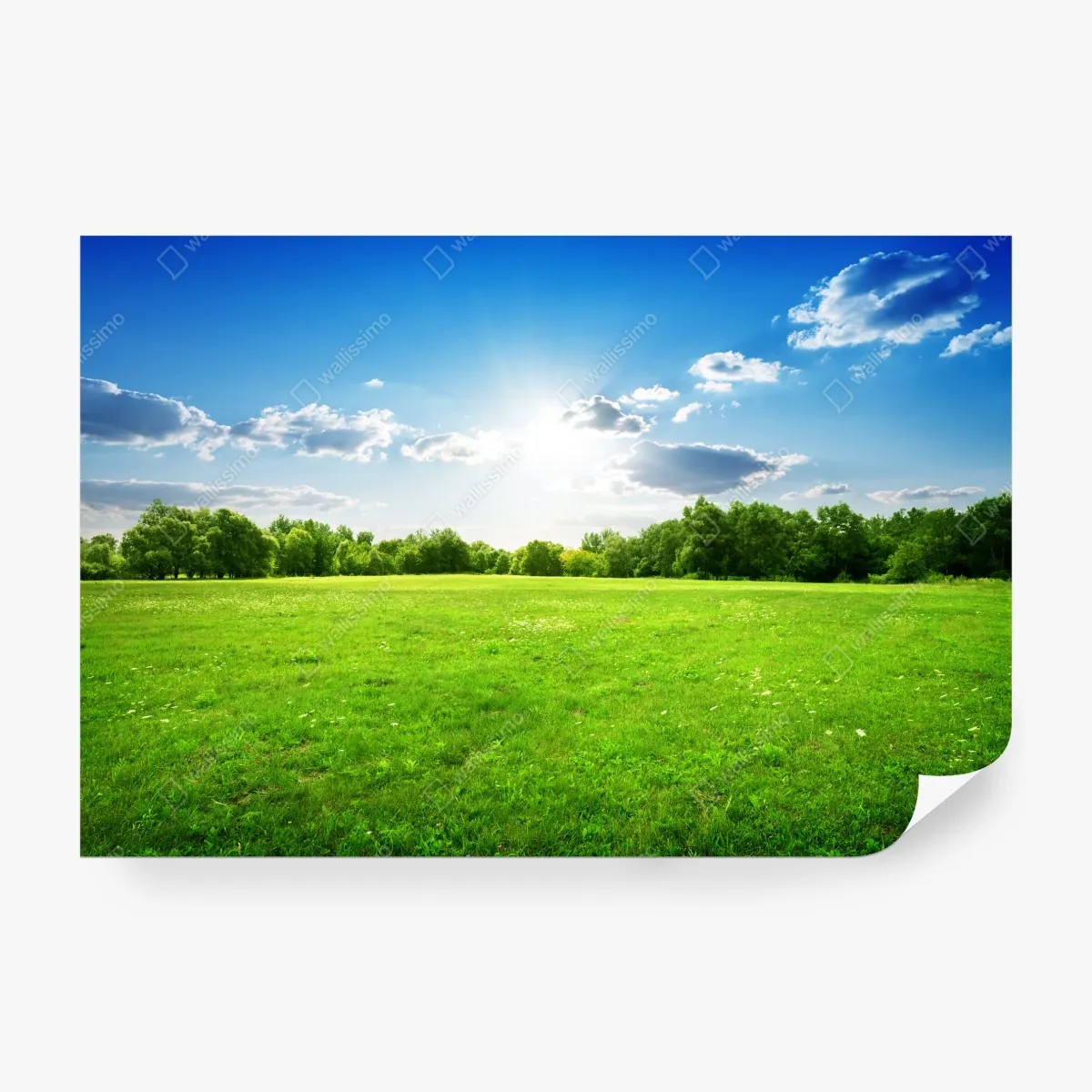 Fototapeta słoneczna zielona łąka – Wallissimo® Fototapeta słoneczna zielona łąka – Wallissimo®
