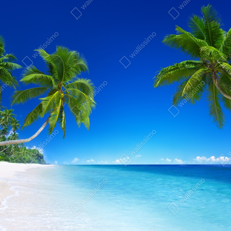 Fototapeta tropikalna plaża z palmami – Wallissimo® Fototapeta tropikalna plaża z palmami – Wallissimo®