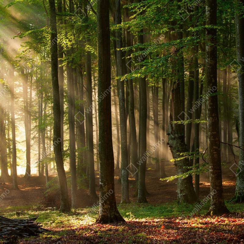 Fototapeta poranne światło w lesie bukowym – Wallissimo® Fototapeta poranne światło w lesie bukowym – Wallissimo®