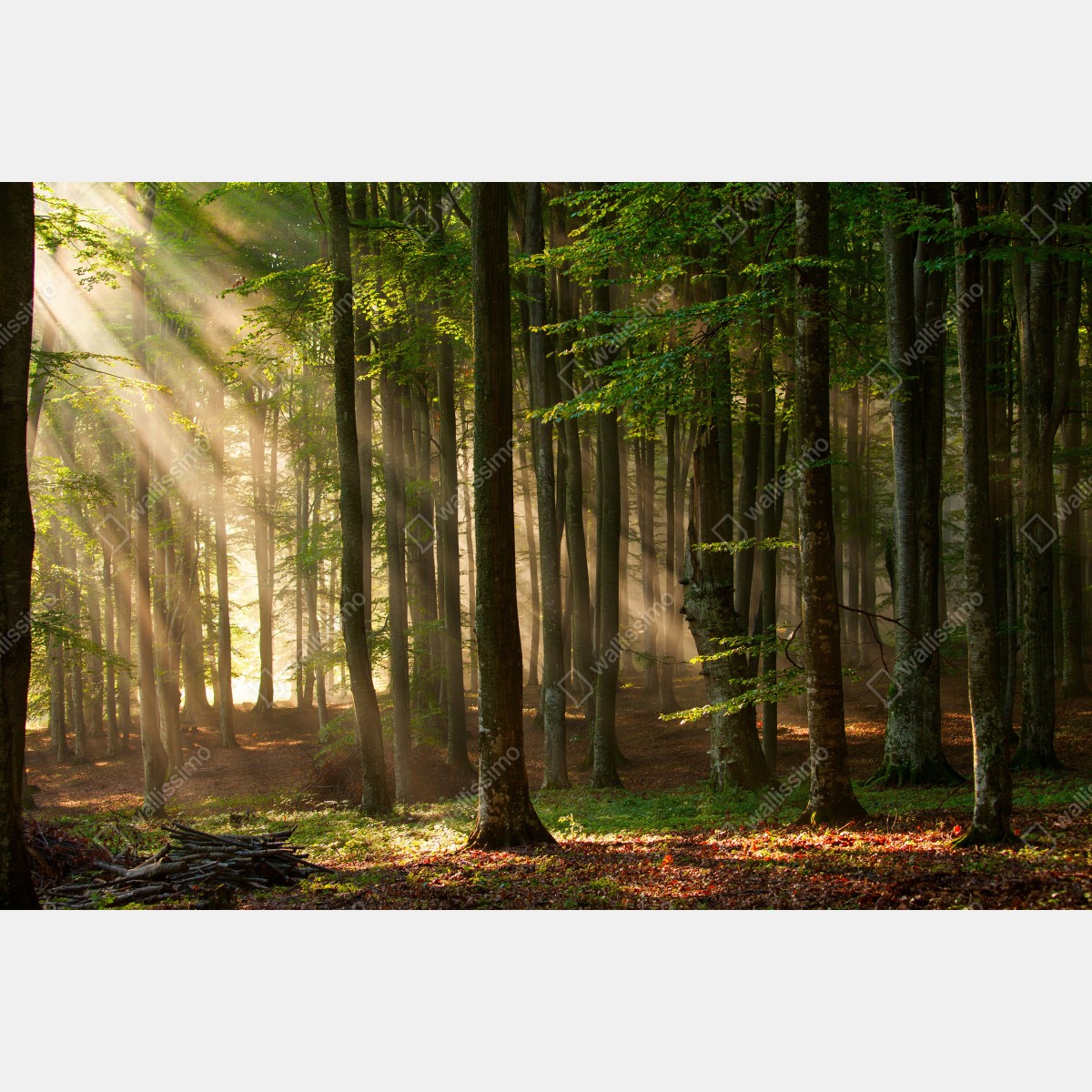 Fototapeta poranne światło w lesie bukowym – Wallissimo® Fototapeta poranne światło w lesie bukowym – Wallissimo®