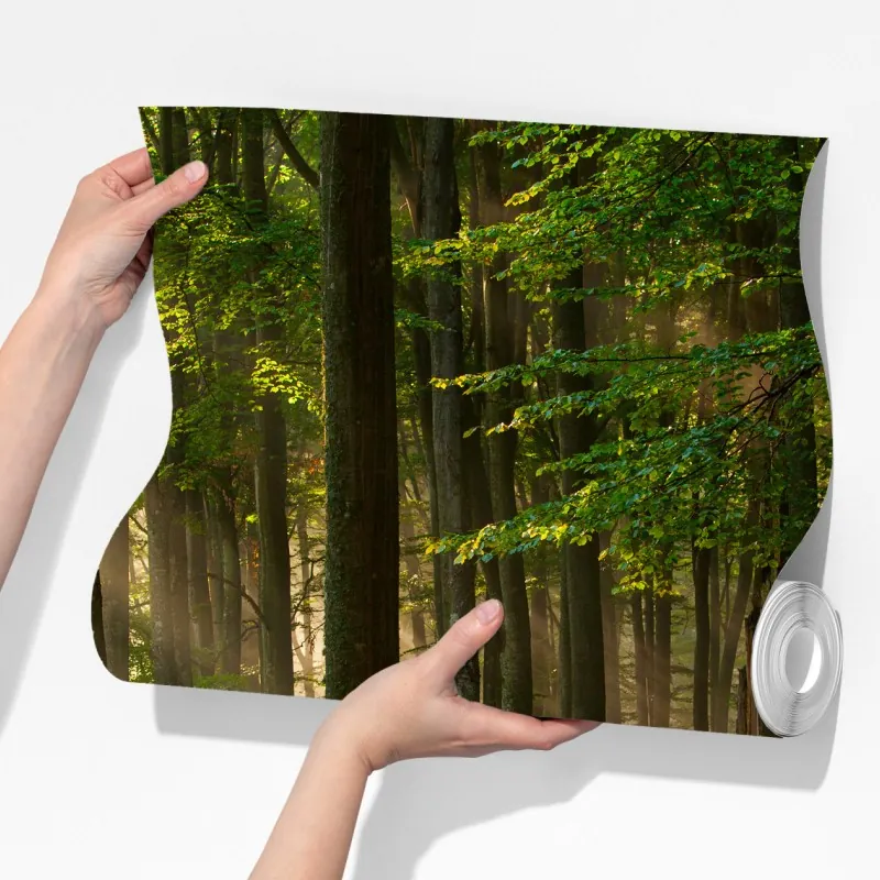 Fototapeta poranne światło w lesie bukowym – Wallissimo® Fototapeta poranne światło w lesie bukowym – Wallissimo®