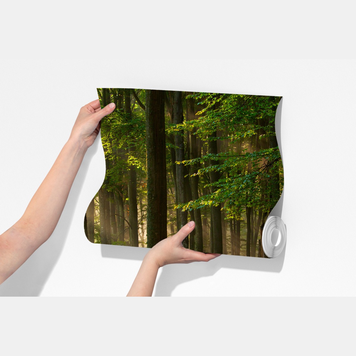 Fototapeta poranne światło w lesie bukowym – Wallissimo® Fototapeta poranne światło w lesie bukowym – Wallissimo®