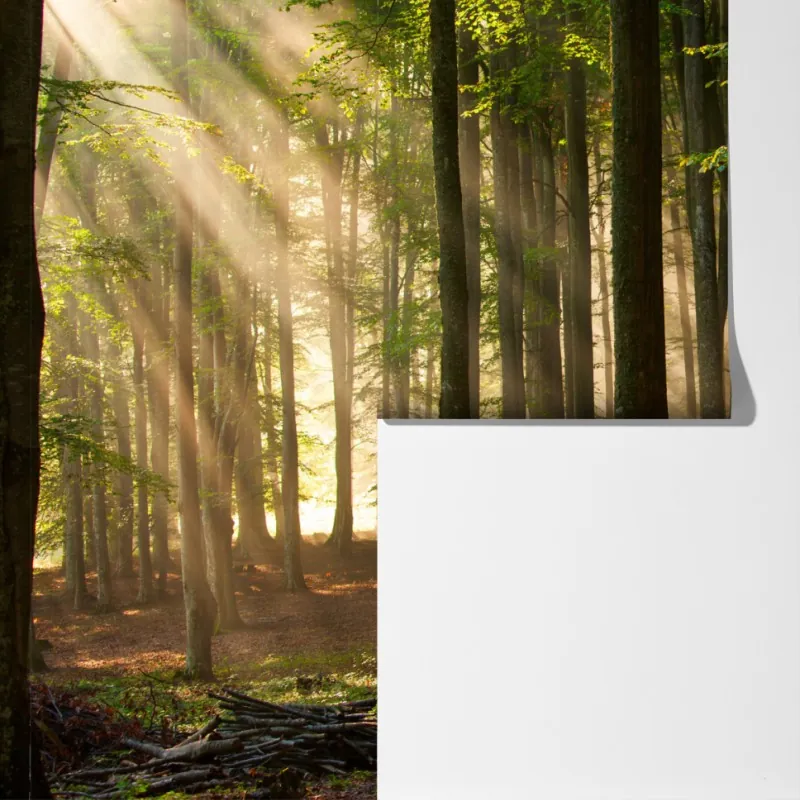 Fototapeta poranne światło w lesie bukowym – Wallissimo® Fototapeta poranne światło w lesie bukowym – Wallissimo®