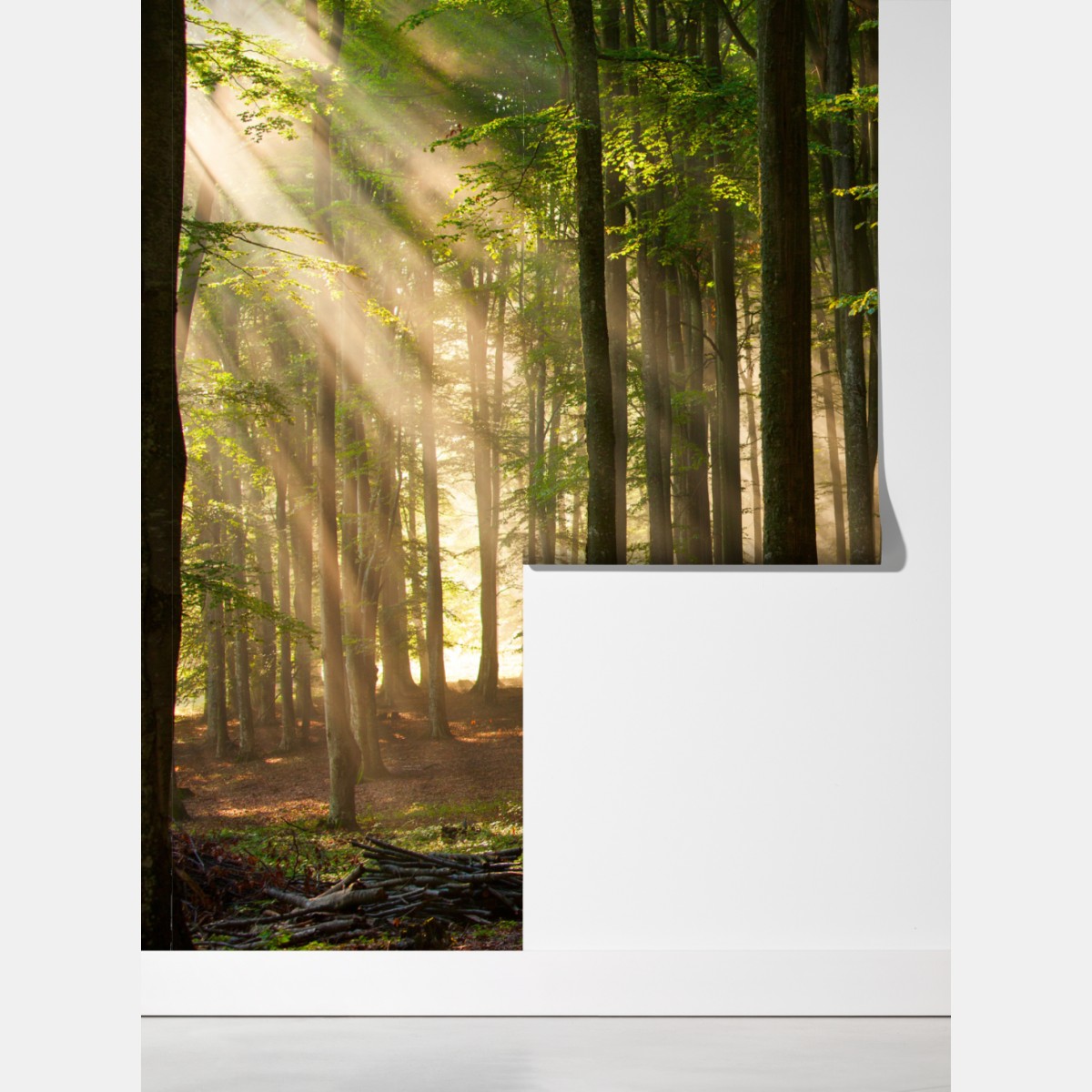 Fototapeta poranne światło w lesie bukowym – Wallissimo® Fototapeta poranne światło w lesie bukowym – Wallissimo®