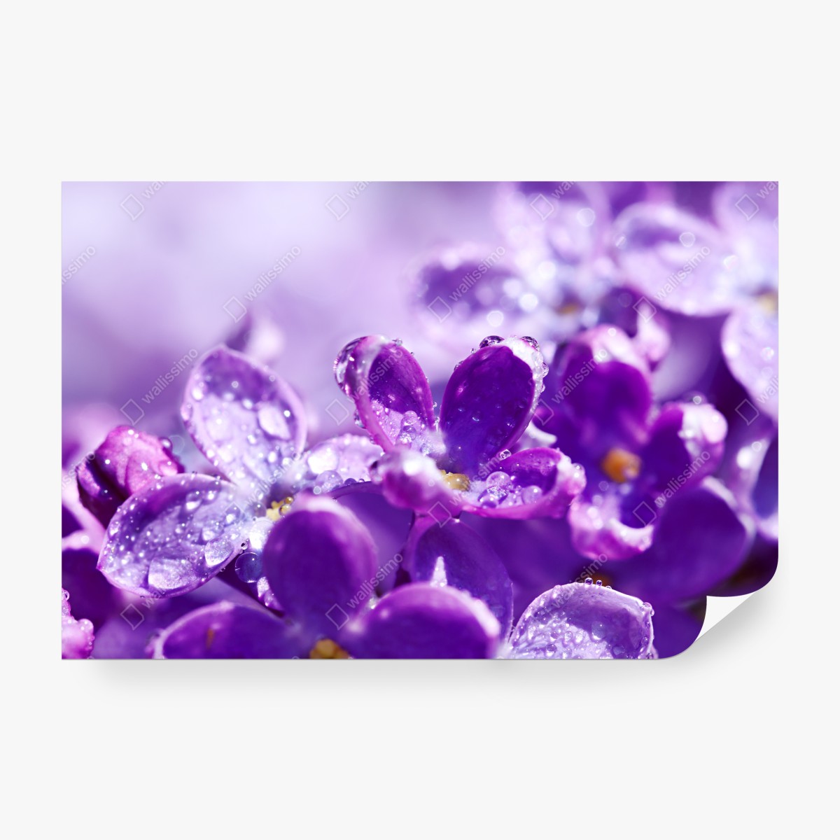 Fototapeta fioletowy bez z kroplami rosy – Wallissimo® Fototapeta fioletowy bez z kroplami rosy – Wallissimo®