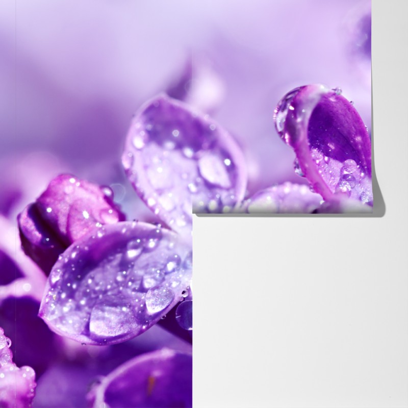 Fototapeta fioletowy bez z kroplami rosy – Wallissimo® Fototapeta fioletowy bez z kroplami rosy – Wallissimo®