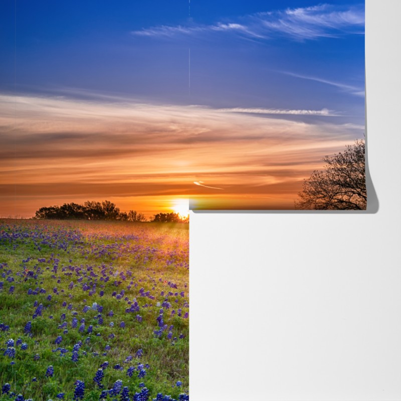 Fototapeta Teksas łąka bluebonnetów o wschodzie słońca – Wallissimo® Fototapeta Teksas łąka bluebonnetów o wschodzie słońca – Wallissimo®