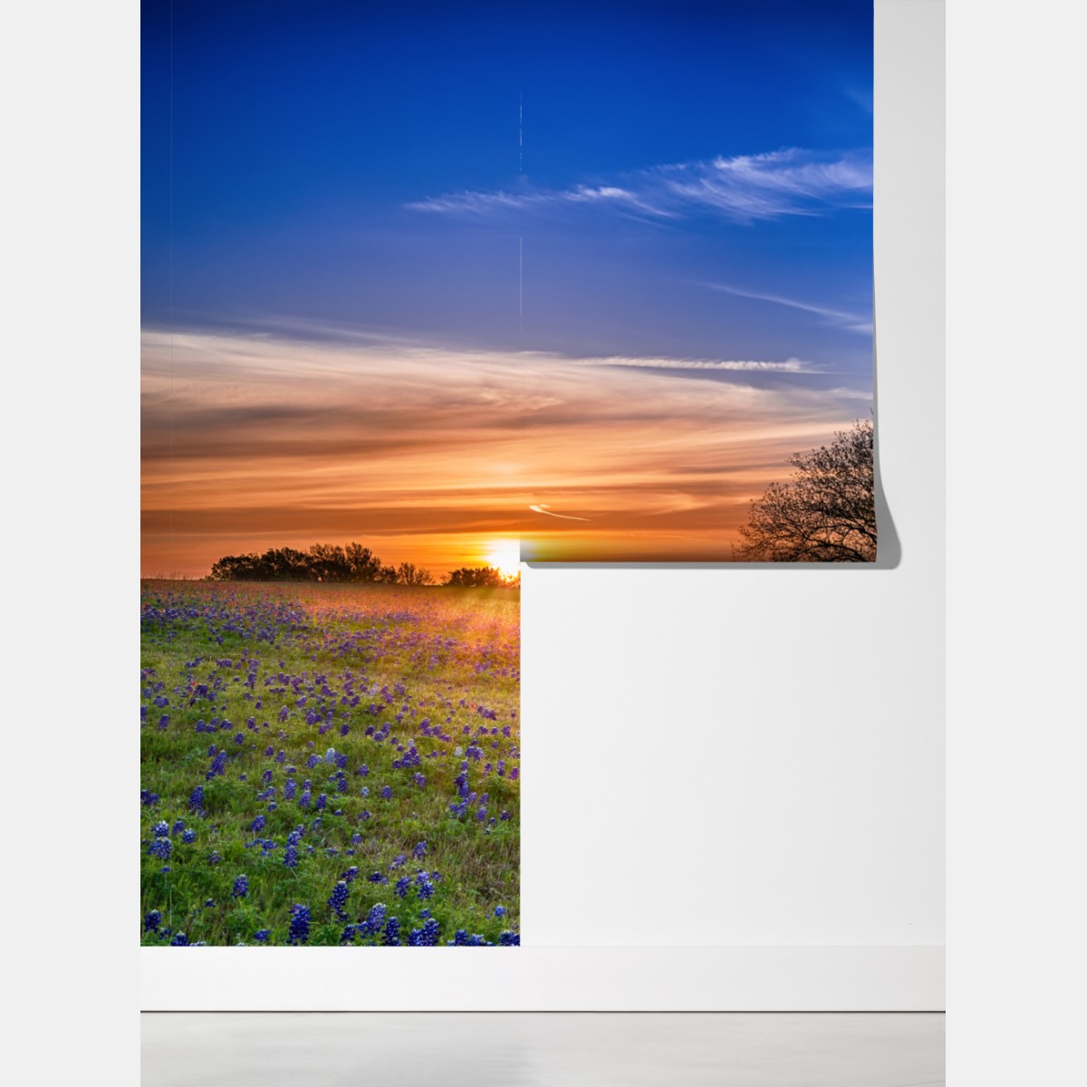 Fototapeta Teksas łąka bluebonnetów o wschodzie słońca – Wallissimo® Fototapeta Teksas łąka bluebonnetów o wschodzie słońca – Wallissimo®