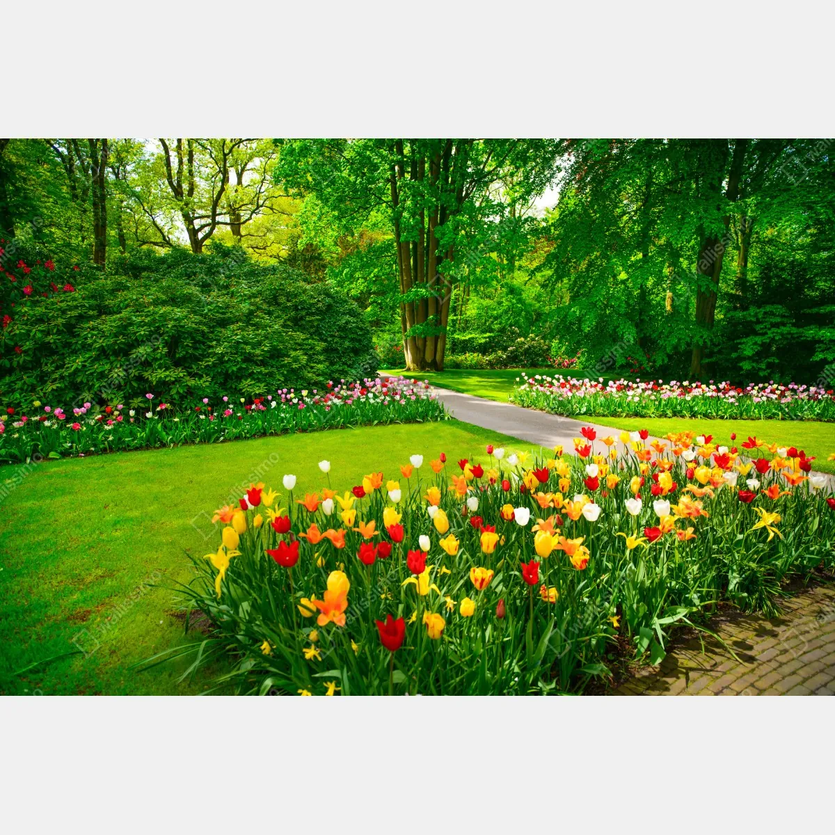 Fototapeta żywy ogród tulipanów w Keukenhof – Wallissimo® Fototapeta żywy ogród tulipanów w Keukenhof – Wallissimo®