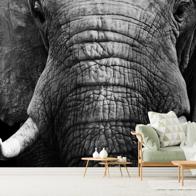 Fototapeta majestatyczne zbliżenie słonia