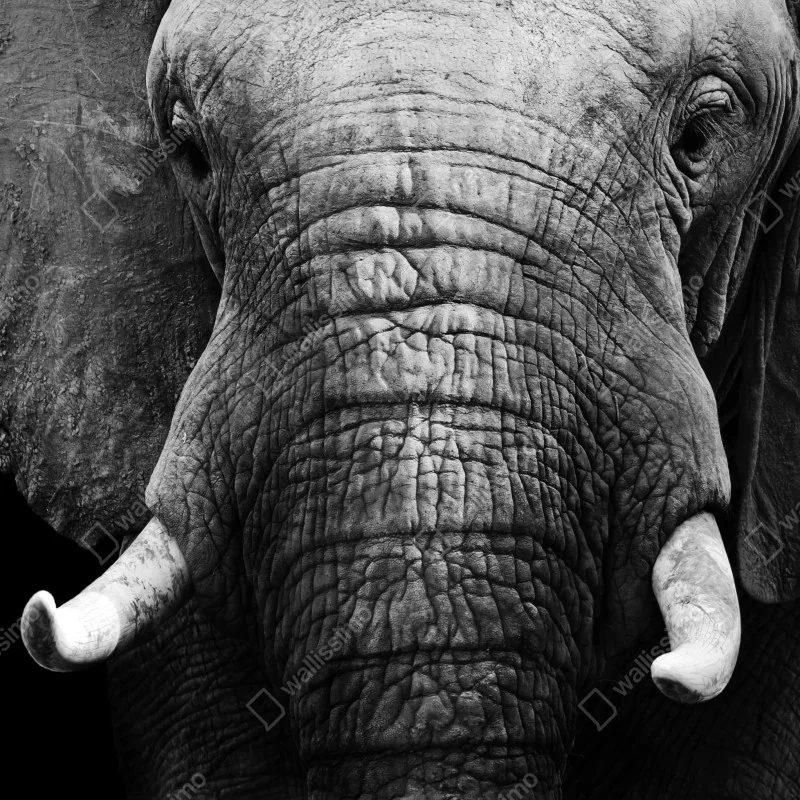 Fototapeta majestatyczne zbliżenie słonia – Wallissimo® Fototapeta majestatyczne zbliżenie słonia – Wallissimo®
