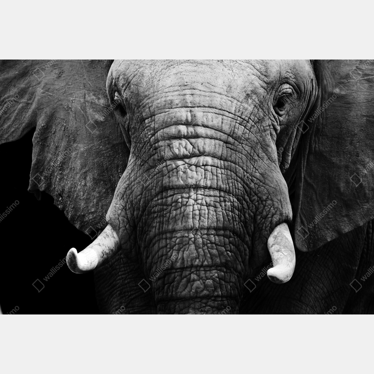 Fototapeta majestatyczne zbliżenie słonia – Wallissimo® Fototapeta majestatyczne zbliżenie słonia – Wallissimo®