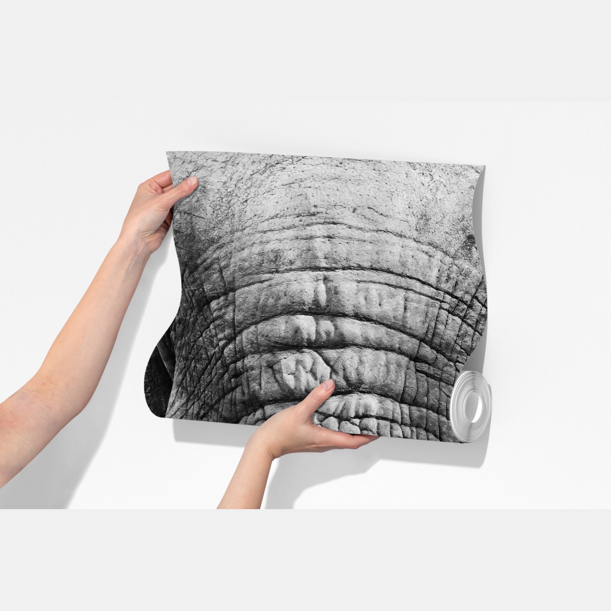 Fototapeta majestatyczne zbliżenie słonia – Wallissimo® Fototapeta majestatyczne zbliżenie słonia – Wallissimo®