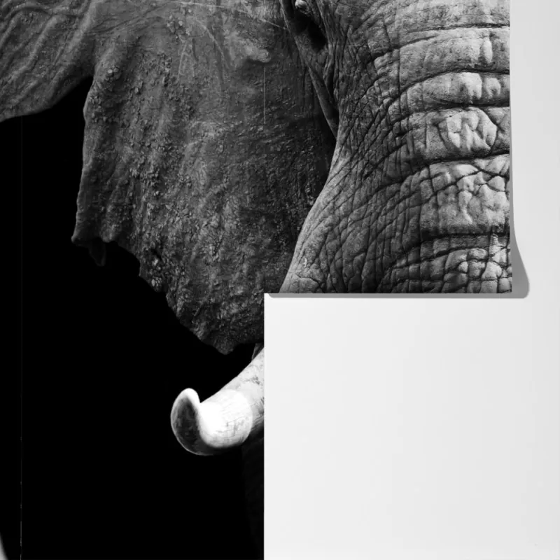 Fototapeta majestatyczne zbliżenie słonia – Wallissimo® Fototapeta majestatyczne zbliżenie słonia – Wallissimo®