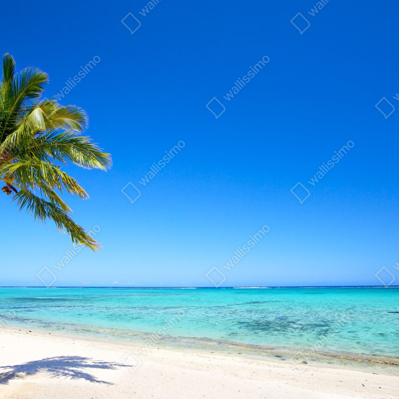 Fototapeta tropikalna plaża z palmą – Wallissimo® Fototapeta tropikalna plaża z palmą – Wallissimo®