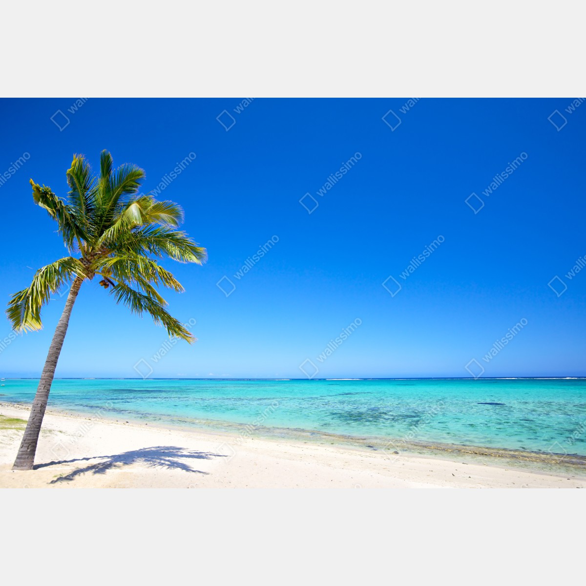 Fototapeta tropikalna plaża z palmą – Wallissimo® Fototapeta tropikalna plaża z palmą – Wallissimo®