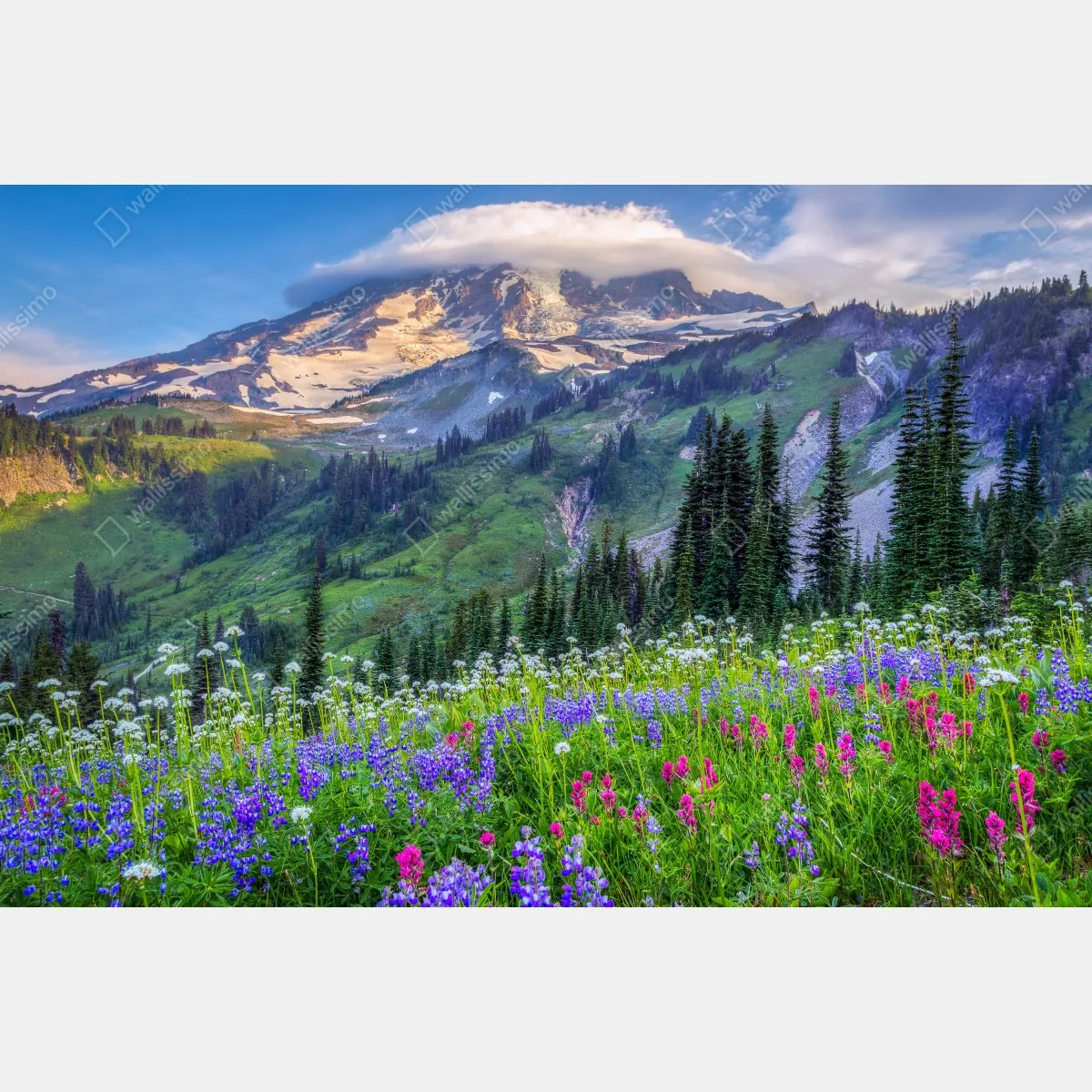 Fototapeta alpejska łąka pełna kwiatów u stóp ośnieżonych szczytów – Wallissimo® Fototapeta alpejska łąka pełna kwiatów u stóp ośnieżonych szczytów – Wallissimo®