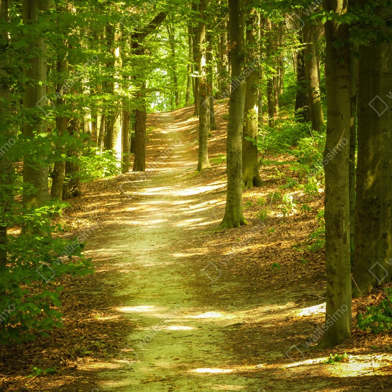 Fototapeta słoneczna leśna ścieżka – Wallissimo® Fototapeta słoneczna leśna ścieżka – Wallissimo®