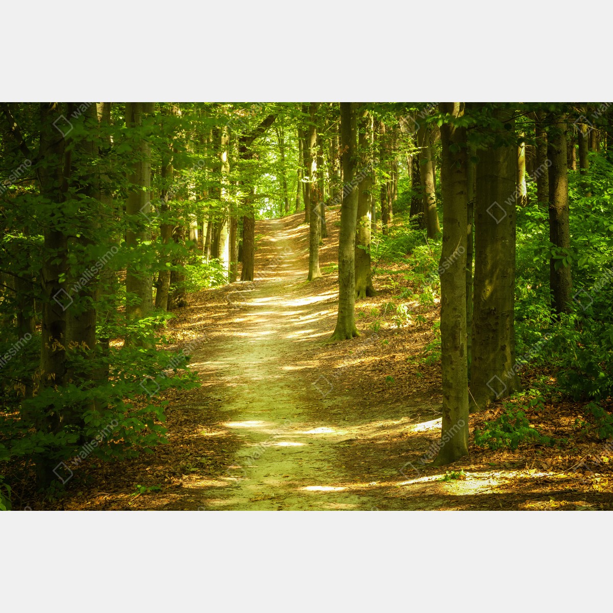 Fototapeta słoneczna leśna ścieżka – Wallissimo® Fototapeta słoneczna leśna ścieżka – Wallissimo®