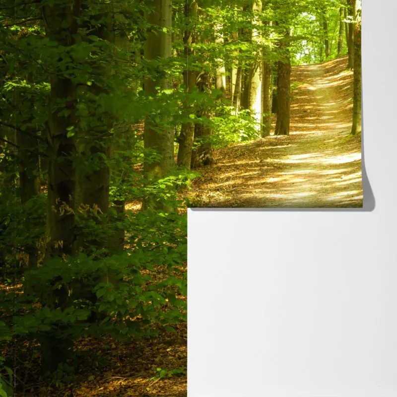 Fototapeta słoneczna leśna ścieżka – Wallissimo® Fototapeta słoneczna leśna ścieżka – Wallissimo®