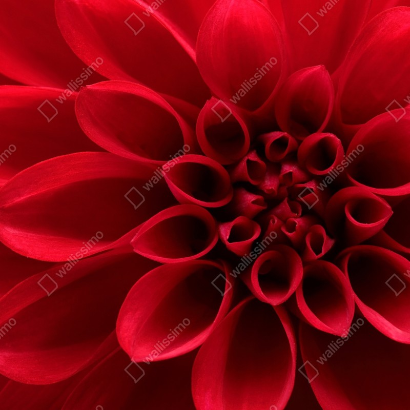 Fototapeta zbliżenie czerwonej dalii – Wallissimo® Fototapeta zbliżenie czerwonej dalii – Wallissimo®