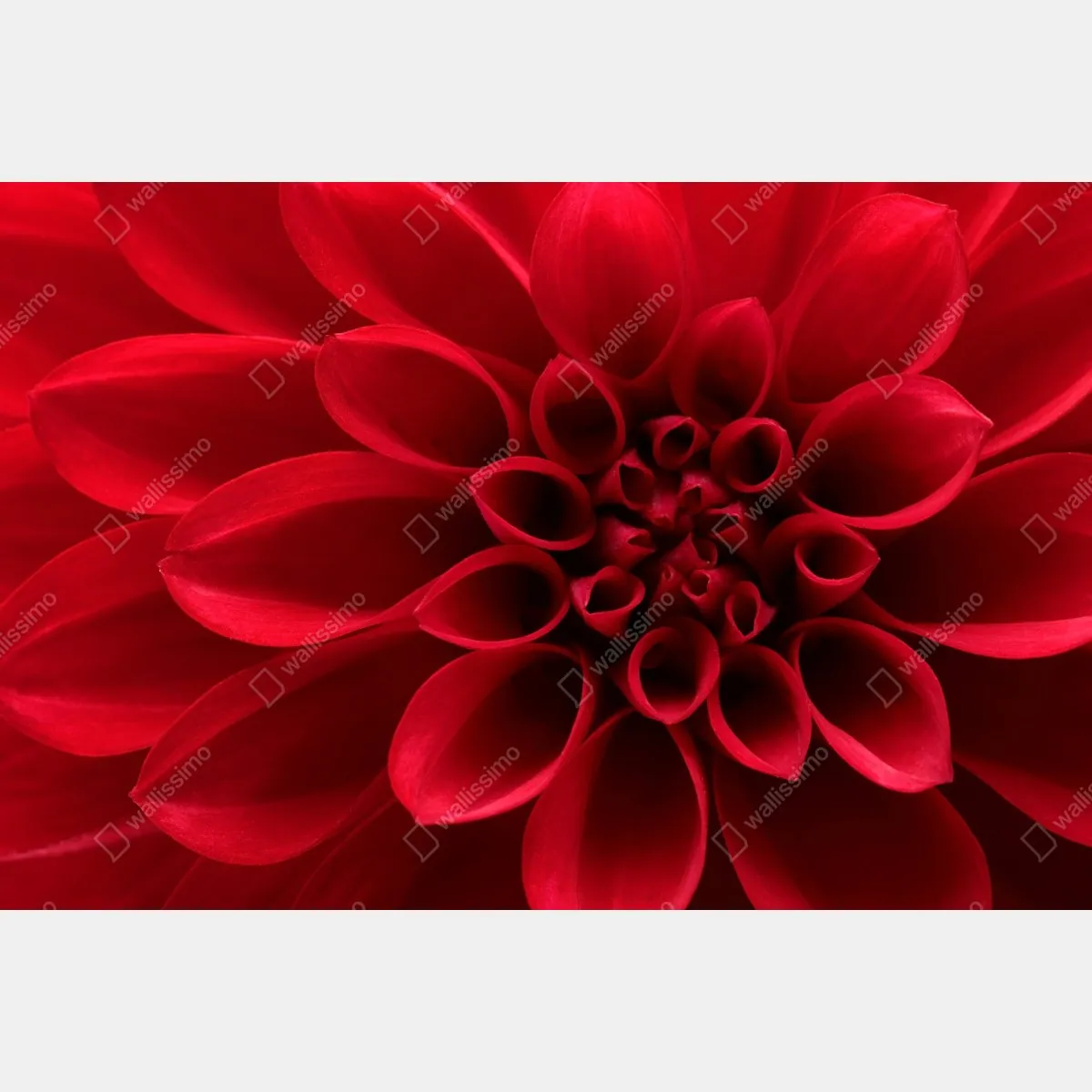 Fototapeta zbliżenie czerwonej dalii – Wallissimo® Fototapeta zbliżenie czerwonej dalii – Wallissimo®
