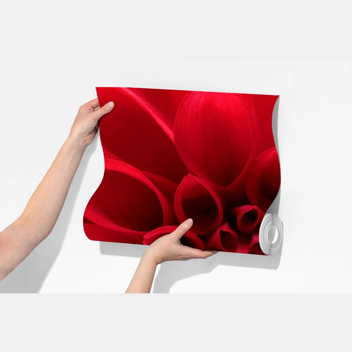 Fototapeta zbliżenie czerwonej dalii – Wallissimo® Fototapeta zbliżenie czerwonej dalii – Wallissimo®