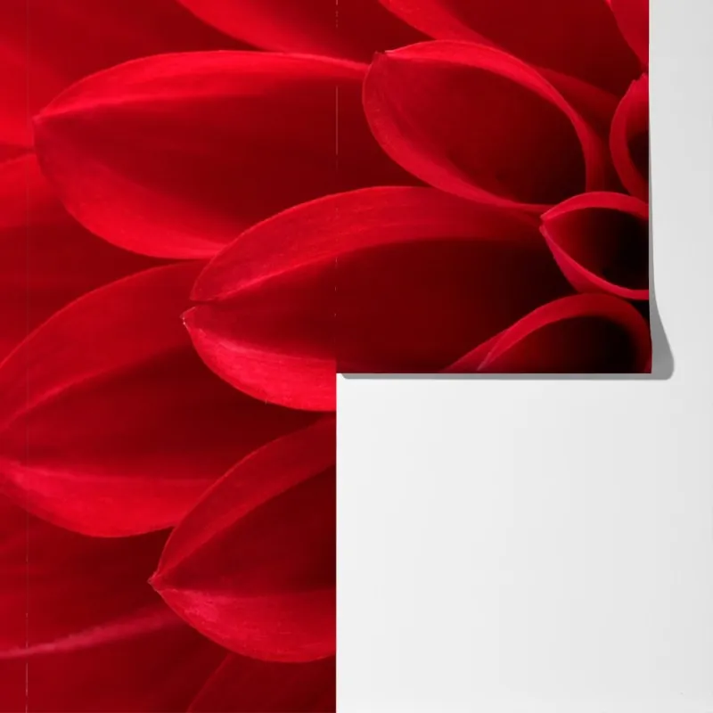 Fototapeta zbliżenie czerwonej dalii – Wallissimo® Fototapeta zbliżenie czerwonej dalii – Wallissimo®