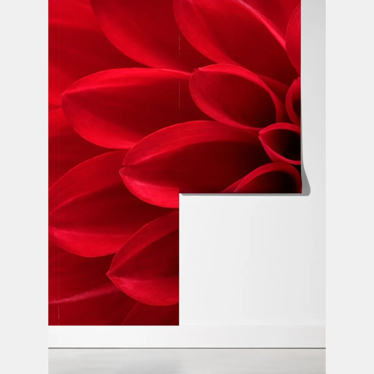 Fototapeta zbliżenie czerwonej dalii – Wallissimo® Fototapeta zbliżenie czerwonej dalii – Wallissimo®