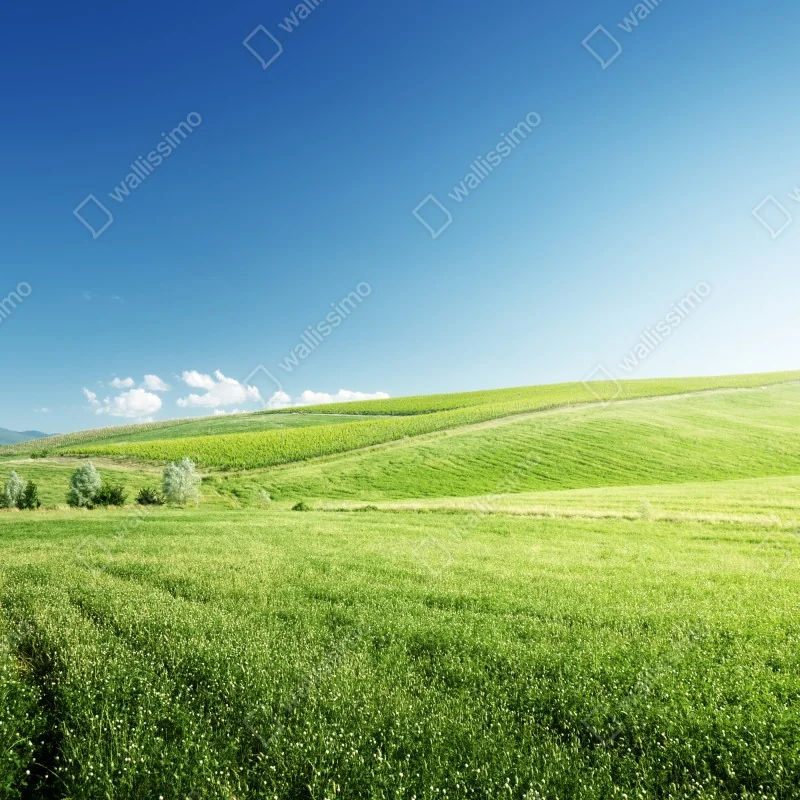 Fototapeta spokojna zielona łąka – Wallissimo® Fototapeta spokojna zielona łąka – Wallissimo®