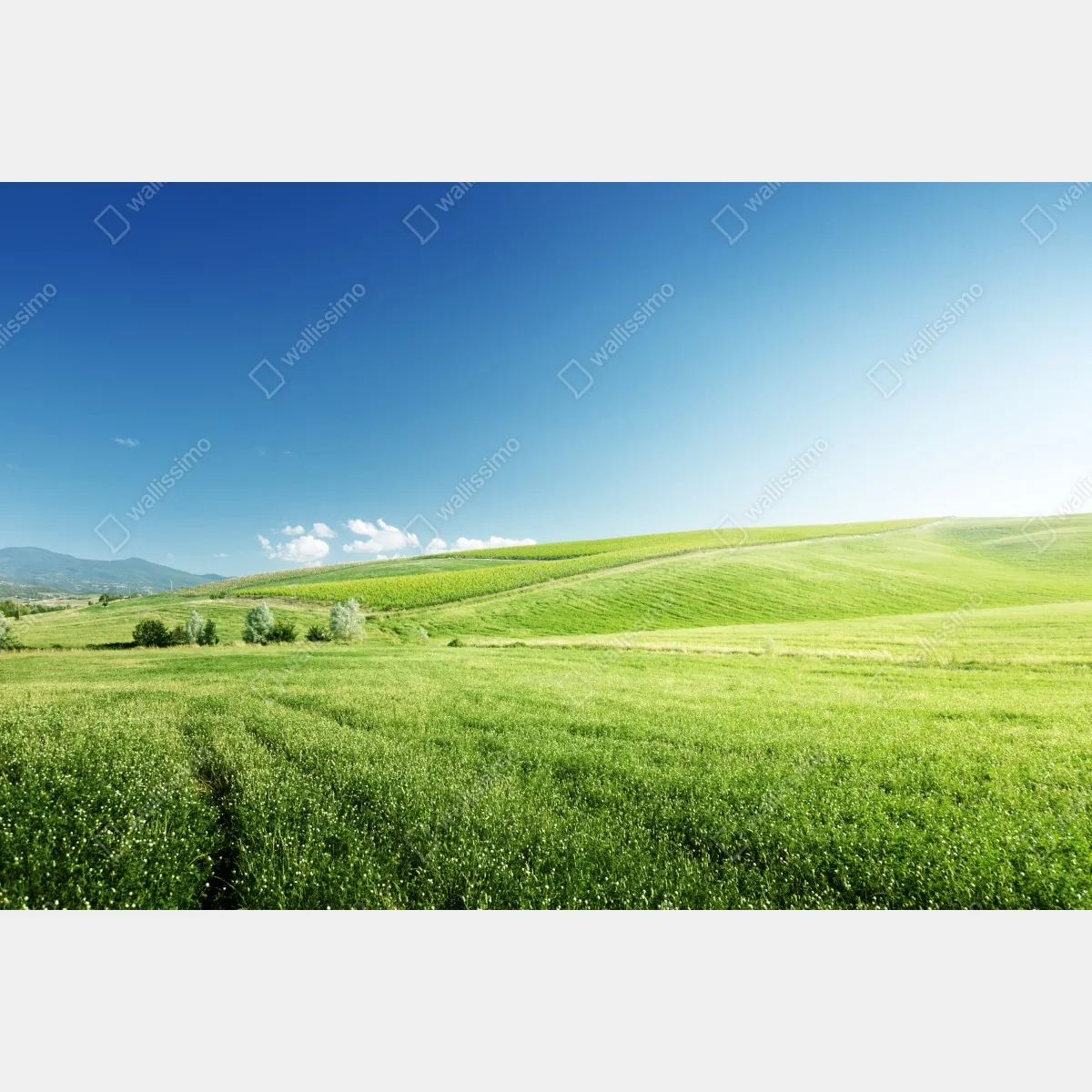 Fototapeta spokojna zielona łąka – Wallissimo® Fototapeta spokojna zielona łąka – Wallissimo®