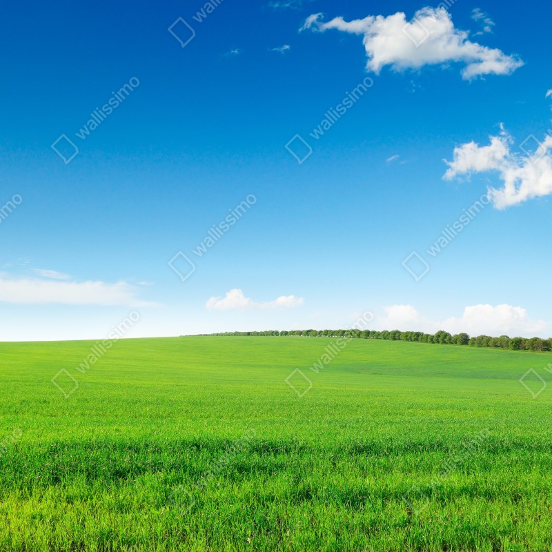 Fototapeta spokojna zielona łąka pod niebieskim niebem – Wallissimo® Fototapeta spokojna zielona łąka pod niebieskim niebem – Wallissimo®