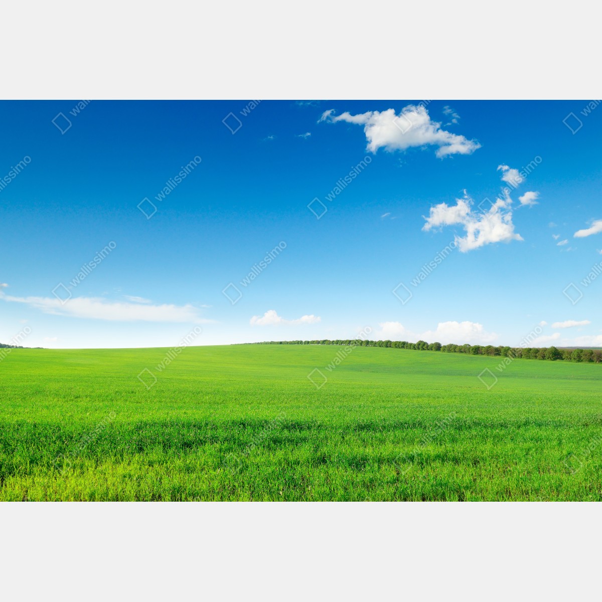 Fototapeta spokojna zielona łąka pod niebieskim niebem – Wallissimo® Fototapeta spokojna zielona łąka pod niebieskim niebem – Wallissimo®