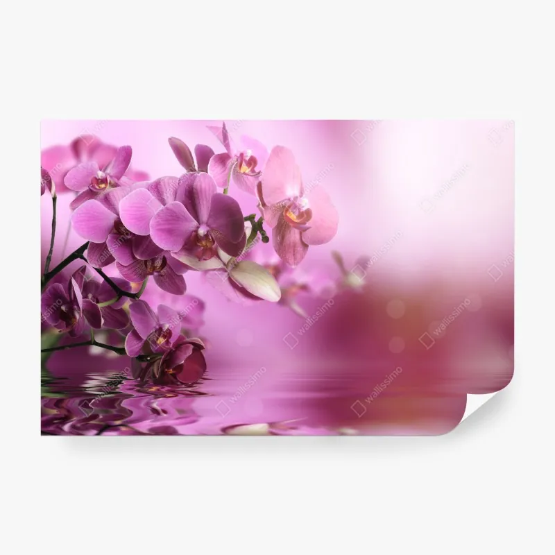 Fototapeta różowe orchidee z odbiciem