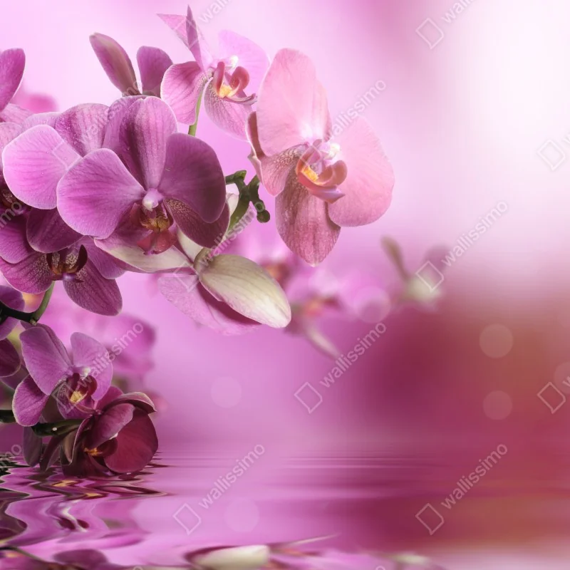 Fototapeta różowe orchidee z odbiciem – Wallissimo® Fototapeta różowe orchidee z odbiciem – Wallissimo®