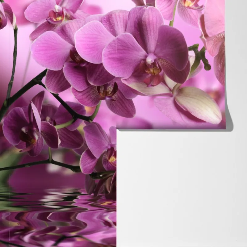 Fototapeta różowe orchidee z odbiciem – Wallissimo® Fototapeta różowe orchidee z odbiciem – Wallissimo®