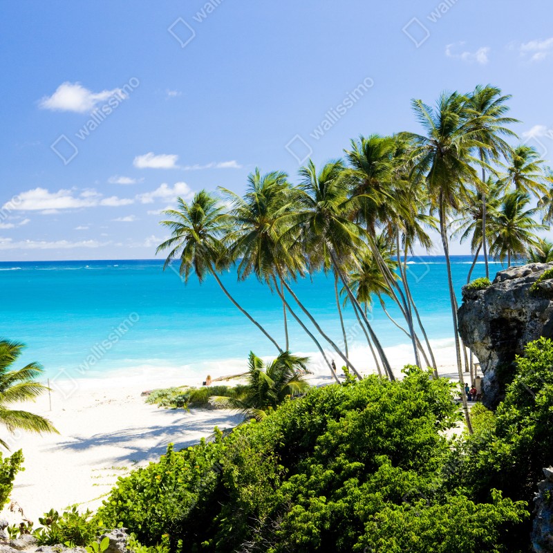 Fototapeta Bottom Bay plaża z palmami, Barbados – Wallissimo® Fototapeta Bottom Bay plaża z palmami, Barbados – Wallissimo®