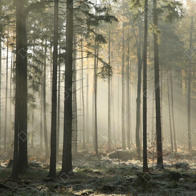 Fototapeta mglisty poranek w lesie z promieniami słońca – Wallissimo® Fototapeta mglisty poranek w lesie z promieniami słońca – Wallissimo®