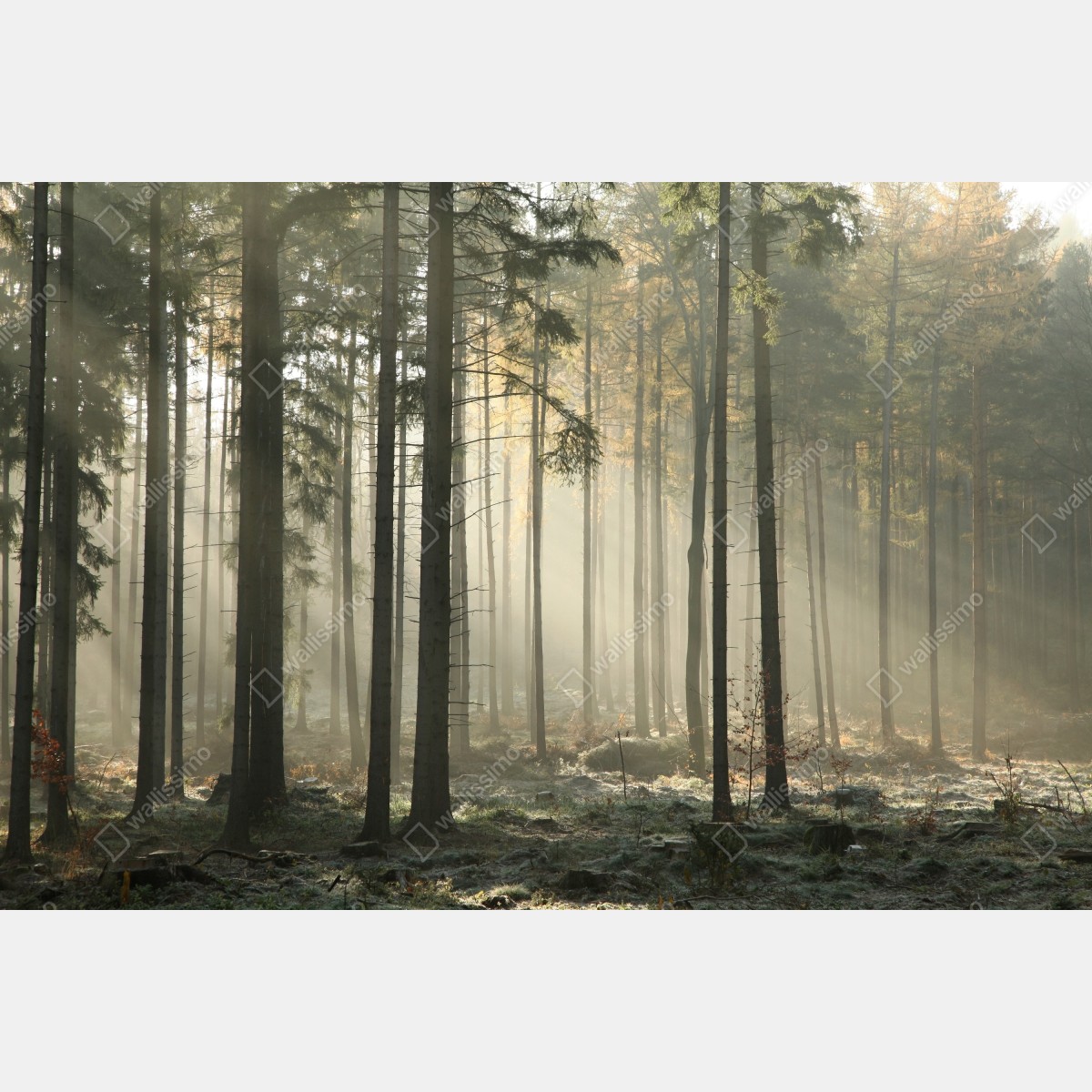 Fototapeta mglisty poranek w lesie z promieniami słońca – Wallissimo® Fototapeta mglisty poranek w lesie z promieniami słońca – Wallissimo®