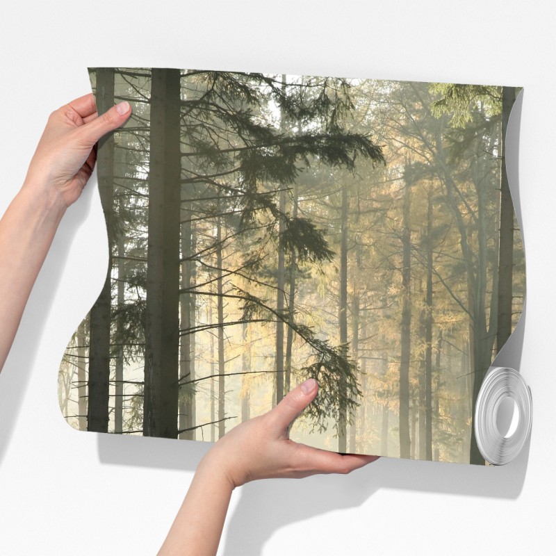 Fototapeta mglisty poranek w lesie z promieniami słońca – Wallissimo® Fototapeta mglisty poranek w lesie z promieniami słońca – Wallissimo®