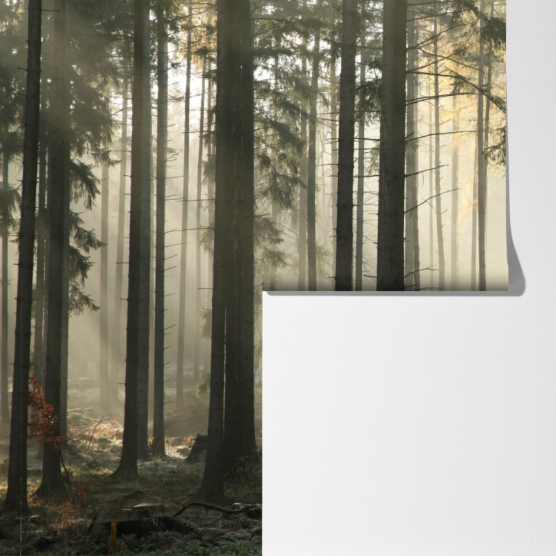 Fototapeta mglisty poranek w lesie z promieniami słońca – Wallissimo® Fototapeta mglisty poranek w lesie z promieniami słońca – Wallissimo®