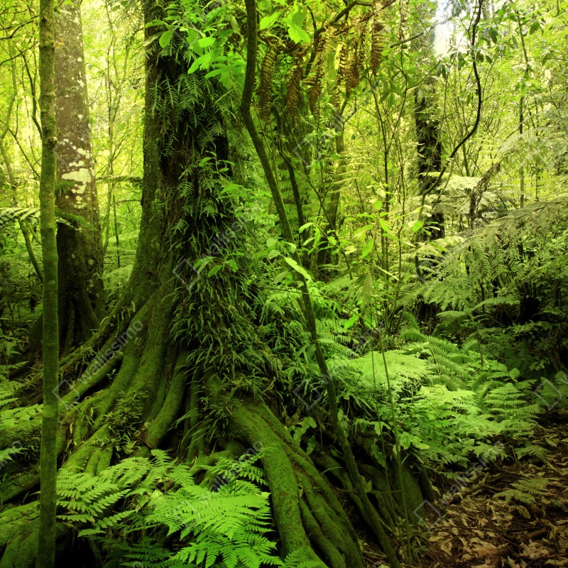 Fototapeta bujna tropikalna dżungla – Wallissimo® Fototapeta bujna tropikalna dżungla – Wallissimo®