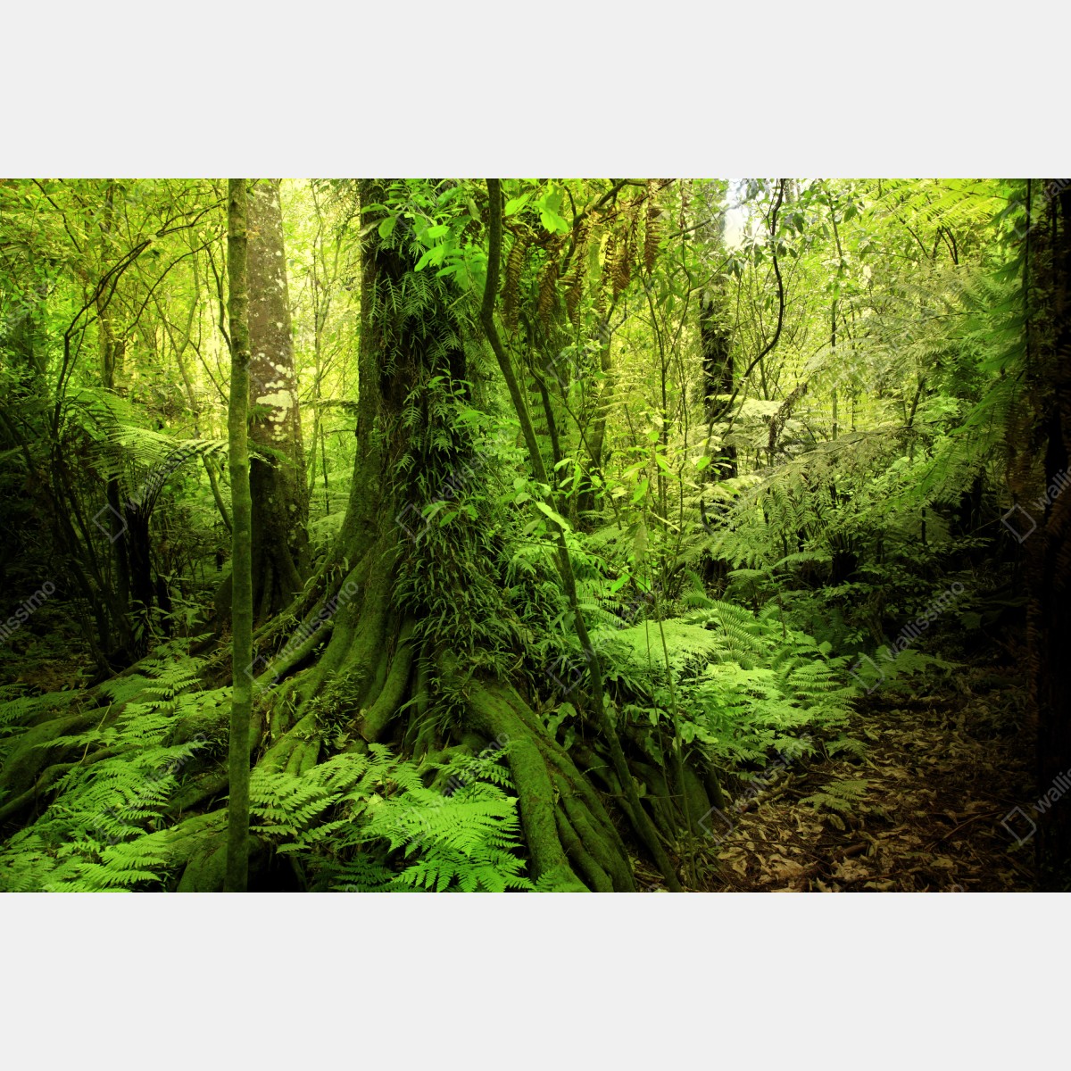 Fototapeta bujna tropikalna dżungla – Wallissimo® Fototapeta bujna tropikalna dżungla – Wallissimo®