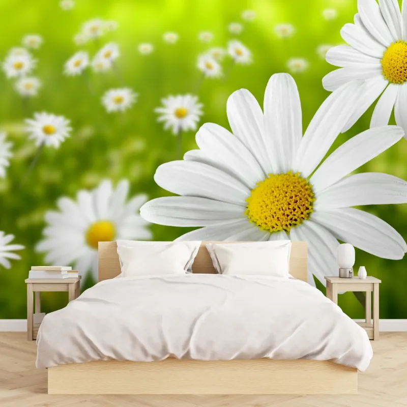 Fototapeta białe stokrotki na łące