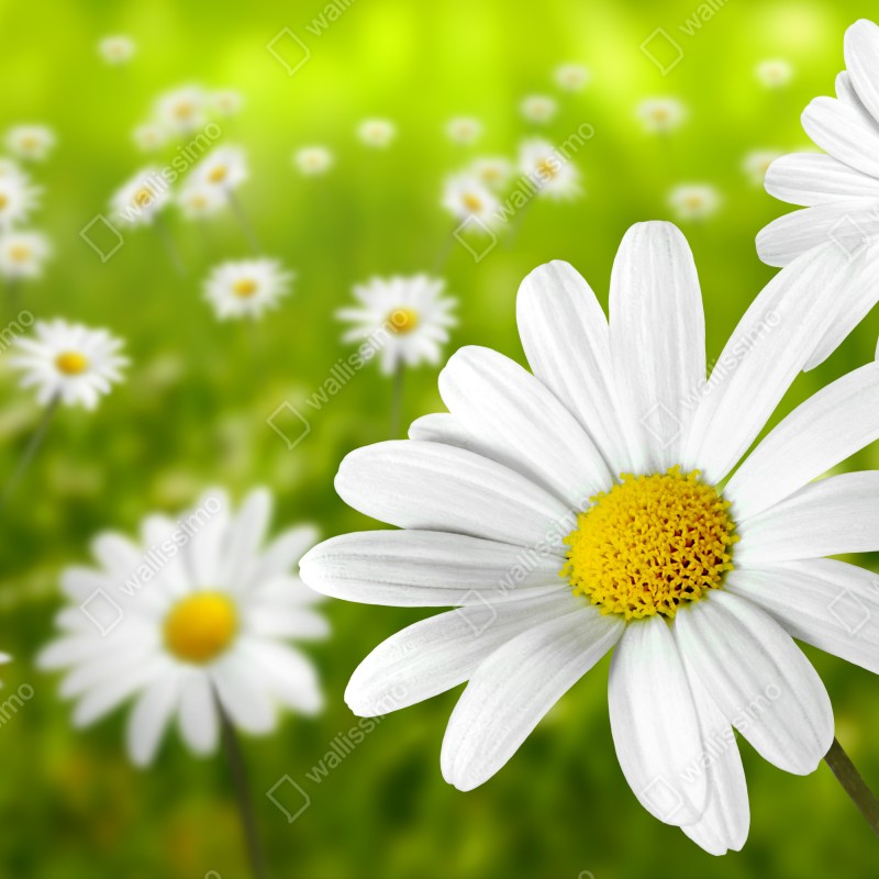 Fototapeta białe stokrotki na łące – Wallissimo® Fototapeta białe stokrotki na łące – Wallissimo®