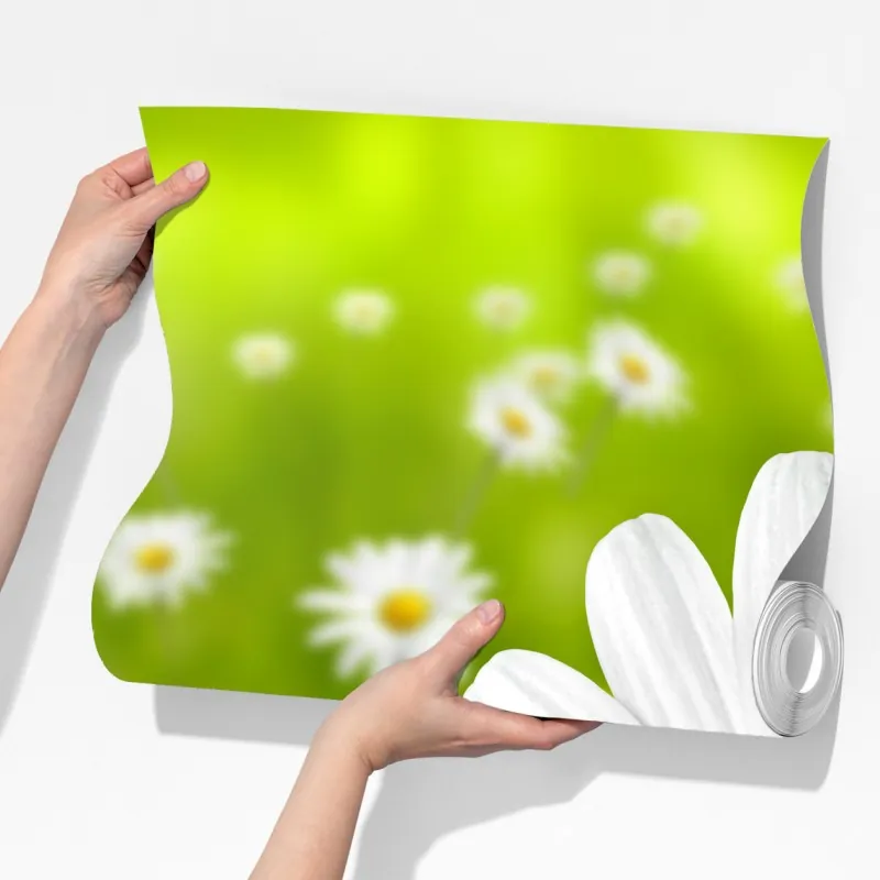 Fototapeta białe stokrotki na łące – Wallissimo® Fototapeta białe stokrotki na łące – Wallissimo®